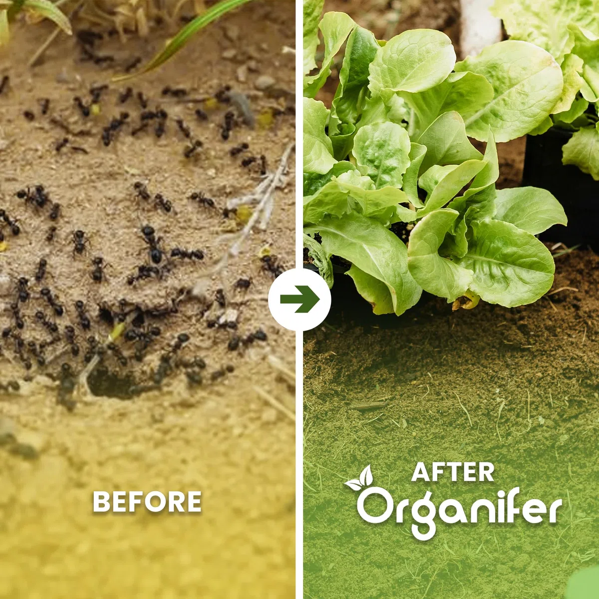 Tierra De Diatomeas Polvo De Suelo Ultra Fino - 100% Puro - 10 Kg - Fertilizante y Mejora De Jardín No Tóxico - Organifer