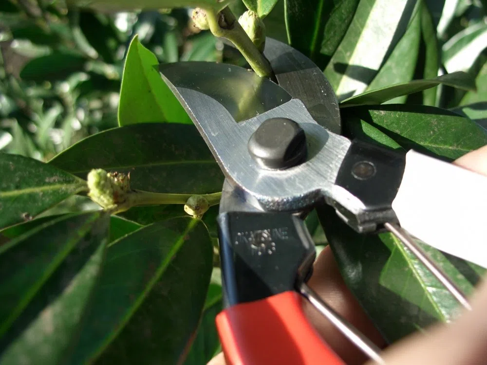 Okatsune 101 - Tijeras de podar de 18 cm, pequeñas (1 unidad)