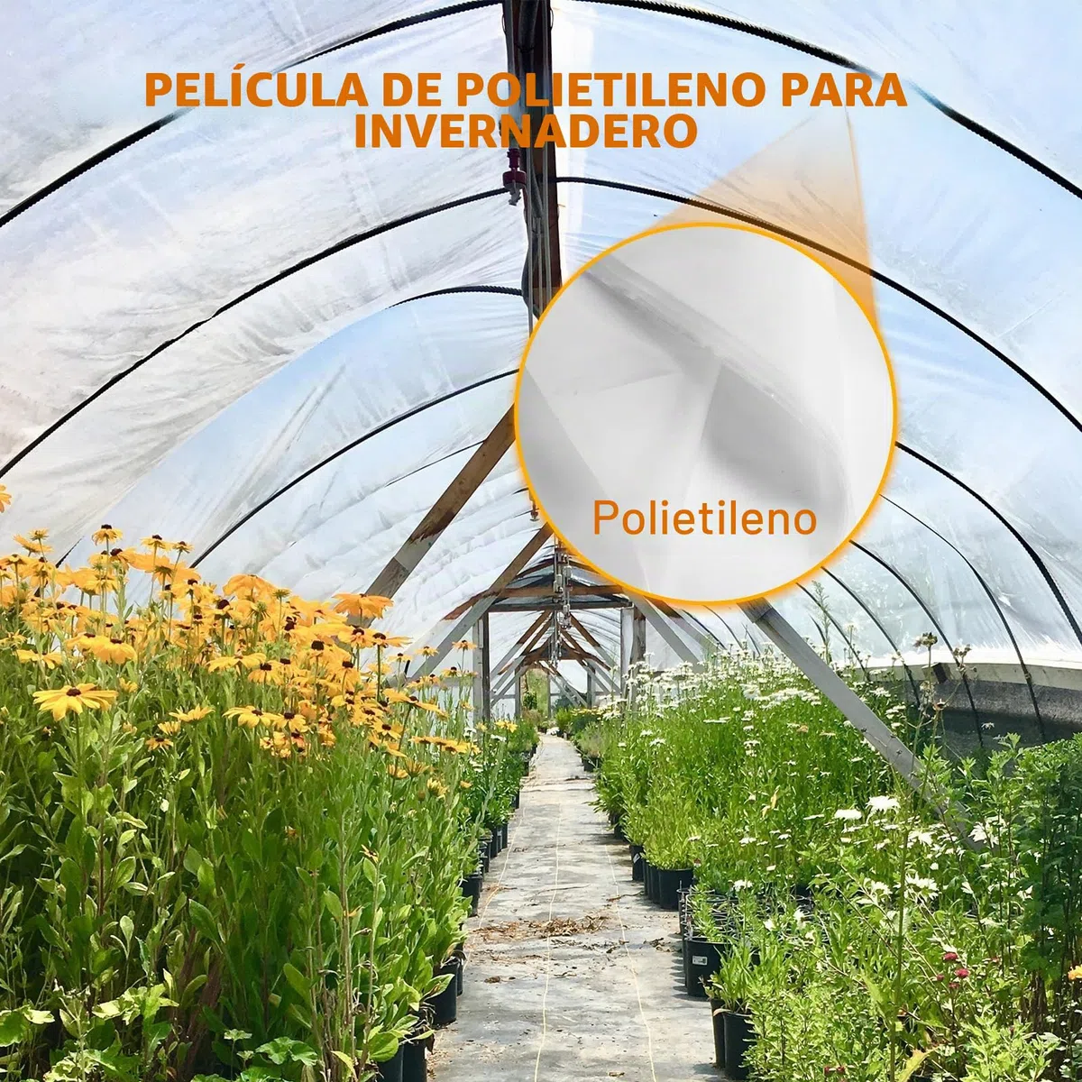 VEVOR Película de Invernadero de Polietileno, 7,3 m de Largo x 15,2 m de Ancho, Transparente, túnel de 0,15 mm de Grosor, láminas de Polietileno Resistentes al desgarro como láminas de plástico para