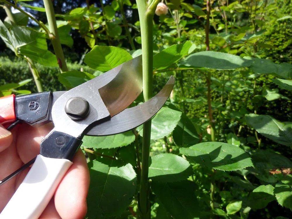 Okatsune 101 - Tijeras de podar de 18 cm, pequeñas (1 unidad)