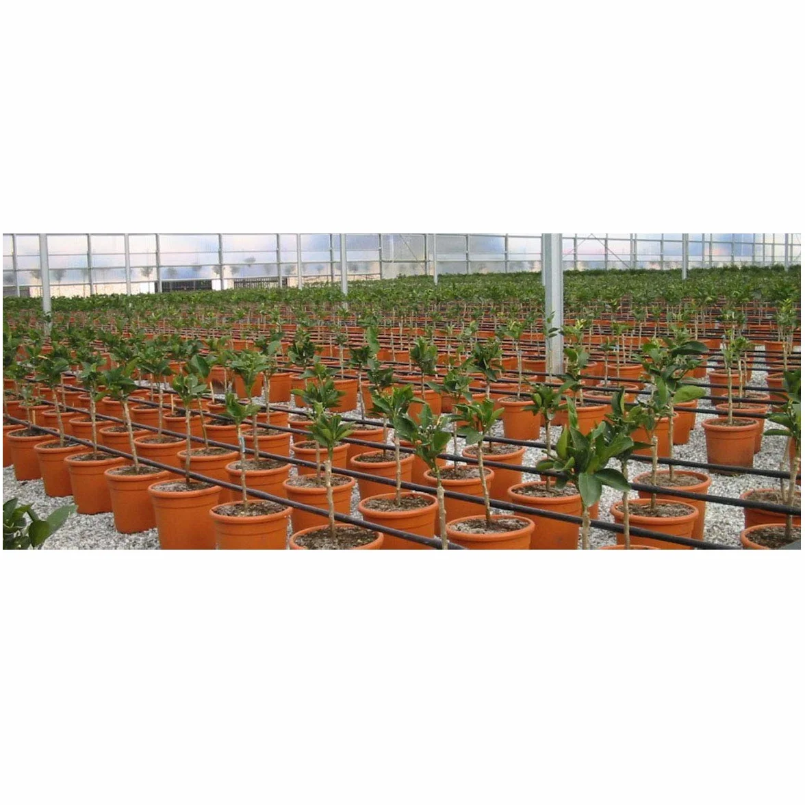 Suinga Tuberia de Riego por Goteo 16 mm | Manguera riego por goteo cada 33 cm, tubo goteo de 100 metros | Kit riego por goteo negro para Jardines, Terrazas, Huertos y Macetas